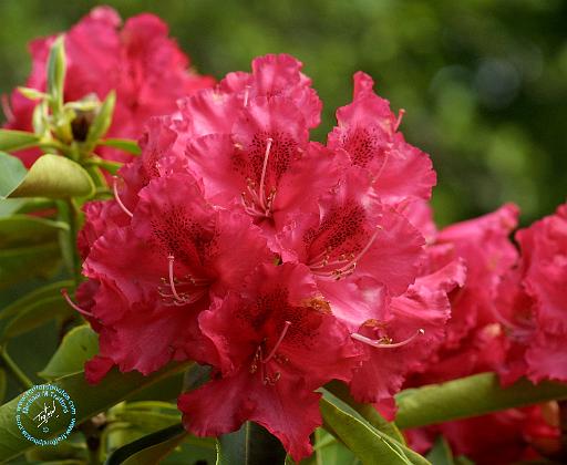 Rhododendron 9M14D-07.JPG